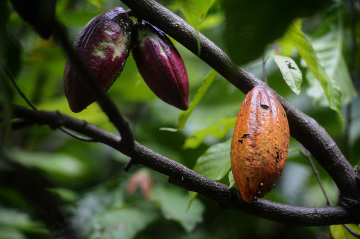 Cacaoteros trabajan para impulsar la producción y exportación
