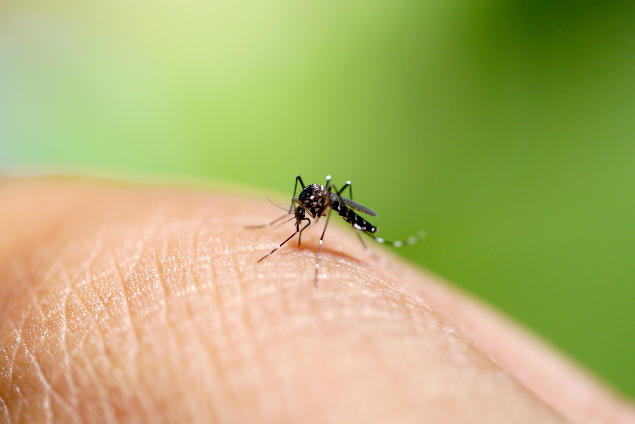 Perú alcanza 75 muertes por dengue y declara alerta nacional