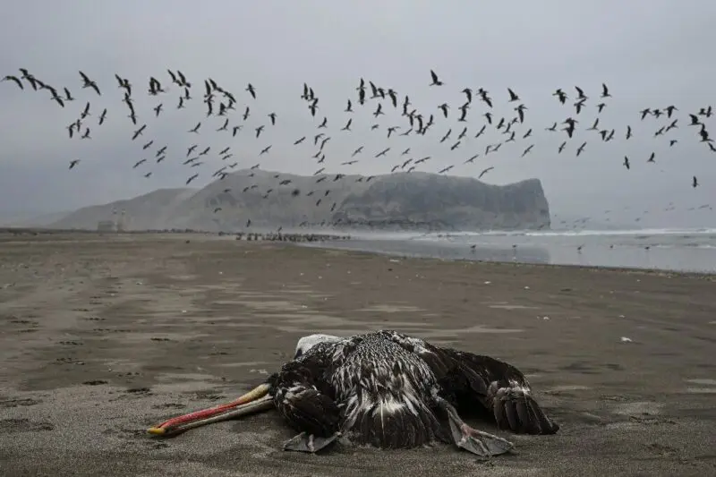 Gripe aviar, Perú