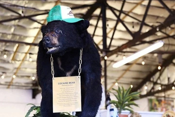 Oso Pablo Escobear