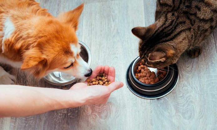 Algunas manías que adoptan las mascotas a la hora de comer