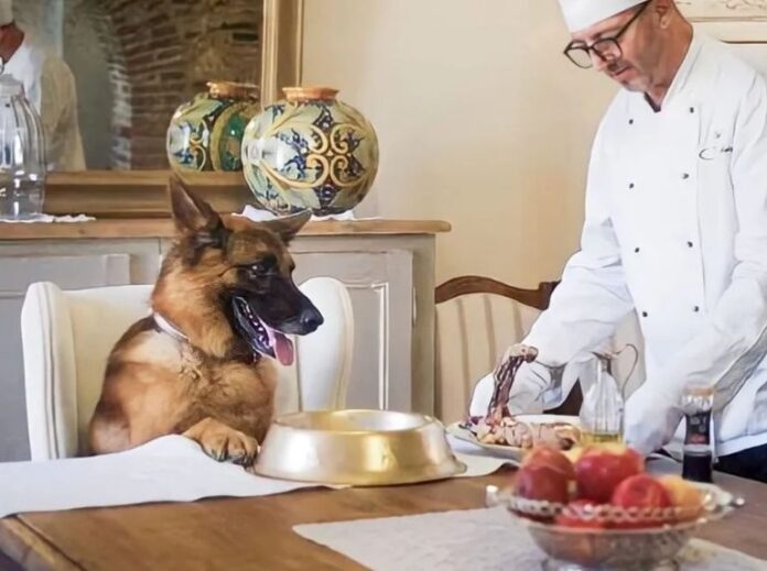 Conozca la historia de Gunther, el perro millonario