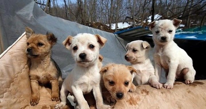 Rescatan a 200 perros que iban a ser vendidos a un restaurante en Corea del Sur
