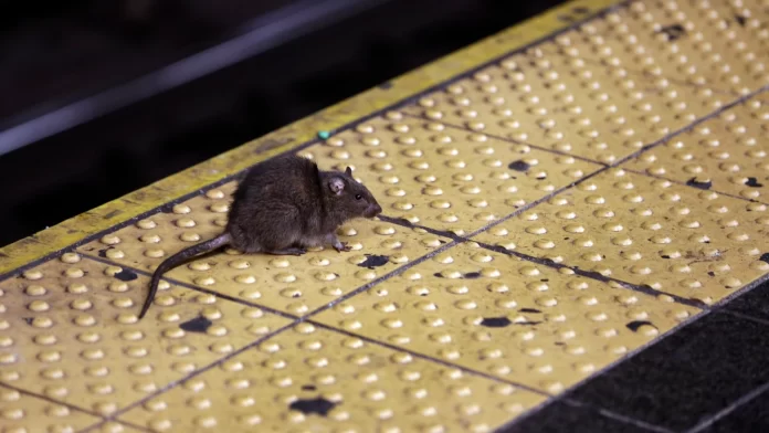 Nueva York designa una «zarina» para combatir plaga de ratas
