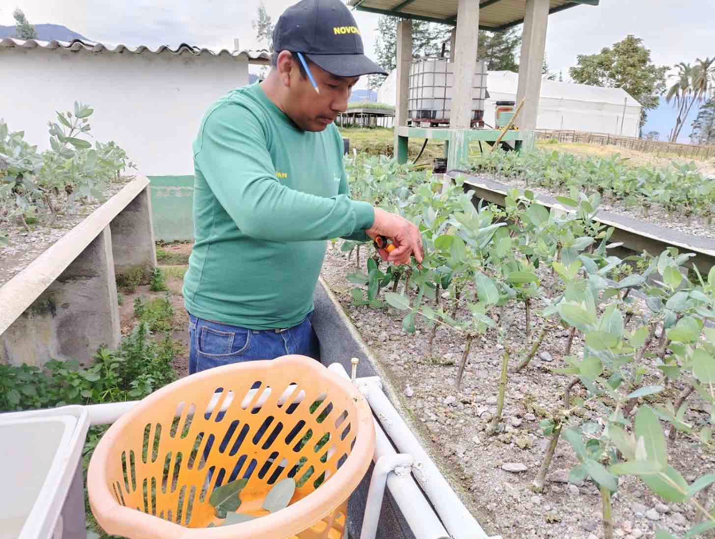 Investigacion y mejoramiento genetico en el Huerto Clonal de Novopan