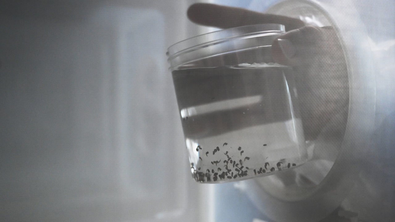 Venezuela confirma primeros casos del virus Oropouche transmitido por mosquitos