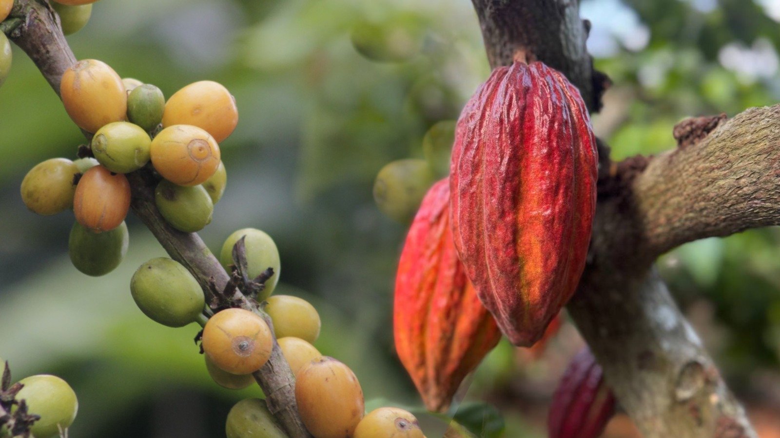 UE convoca a productores venezolanos de café y cacao para adaptarse a nuevas normas contra la deforestación – Efecto Cocuyo