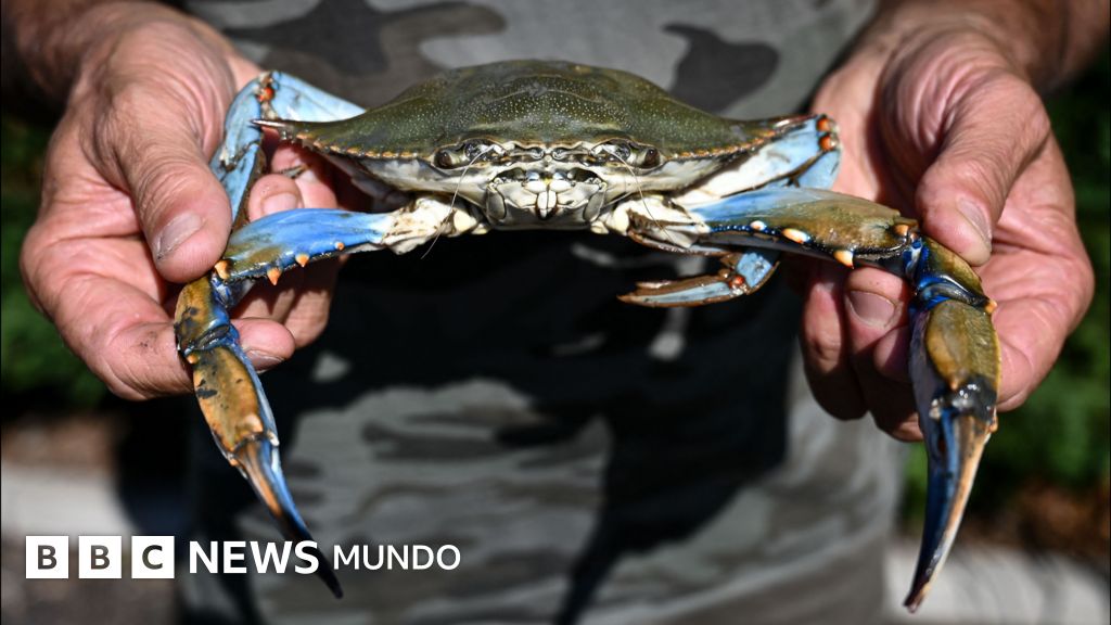 El cangrejo azul, el manjar que Venezuela tuvo que dejar de exportar a EE.UU.: “Mucha gente quedó en la calle” – BBC News Mundo