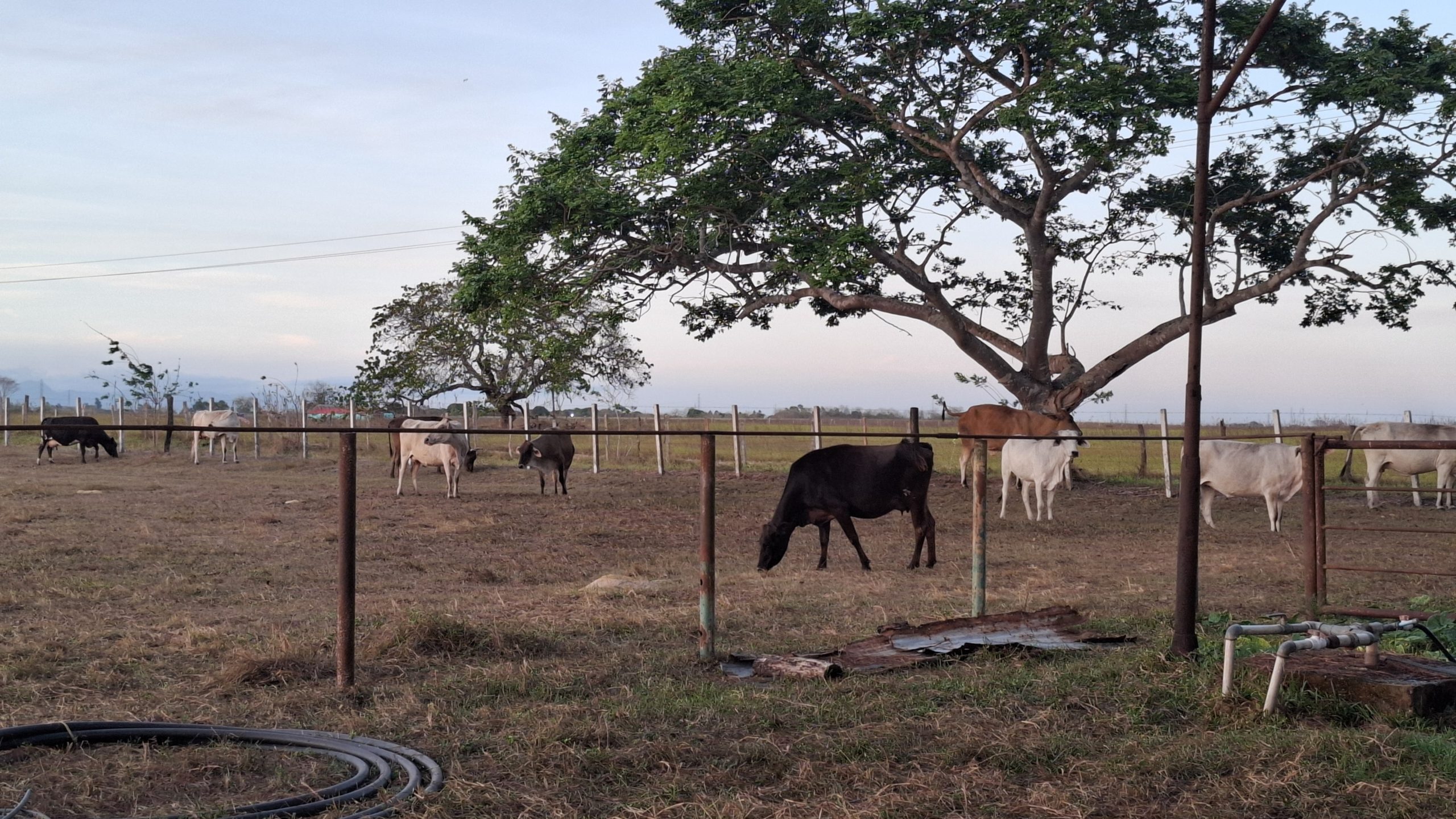 Productores bolivarenses luchan por recuperar producción agropecuaria caída