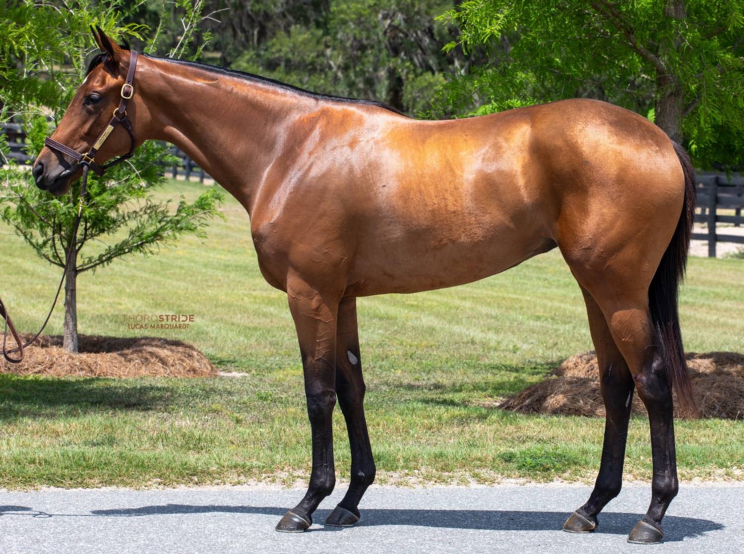 Agente venezolano compra potro por 1.3 millones en Fasig Tipton