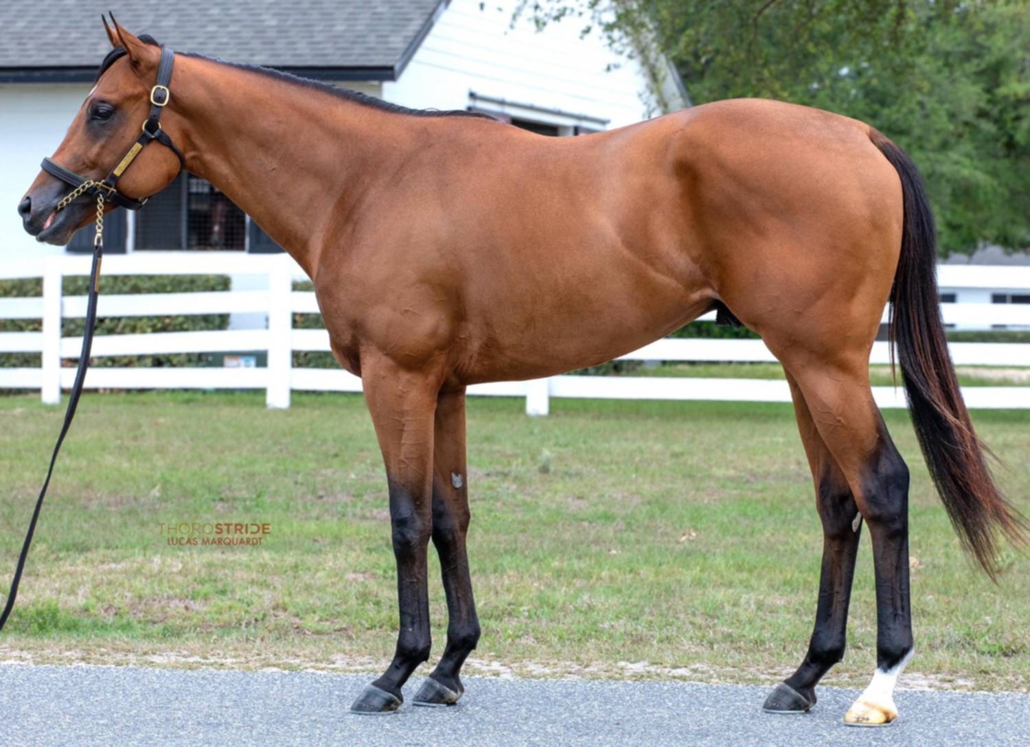 Venezolanos compran hermano de Commandment en subasta Fasig-Tipton