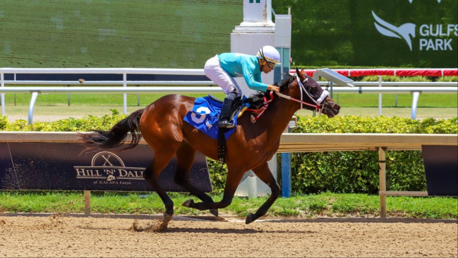Yunta venezolana genera pago de 30 a 1 en Gulfstream Park