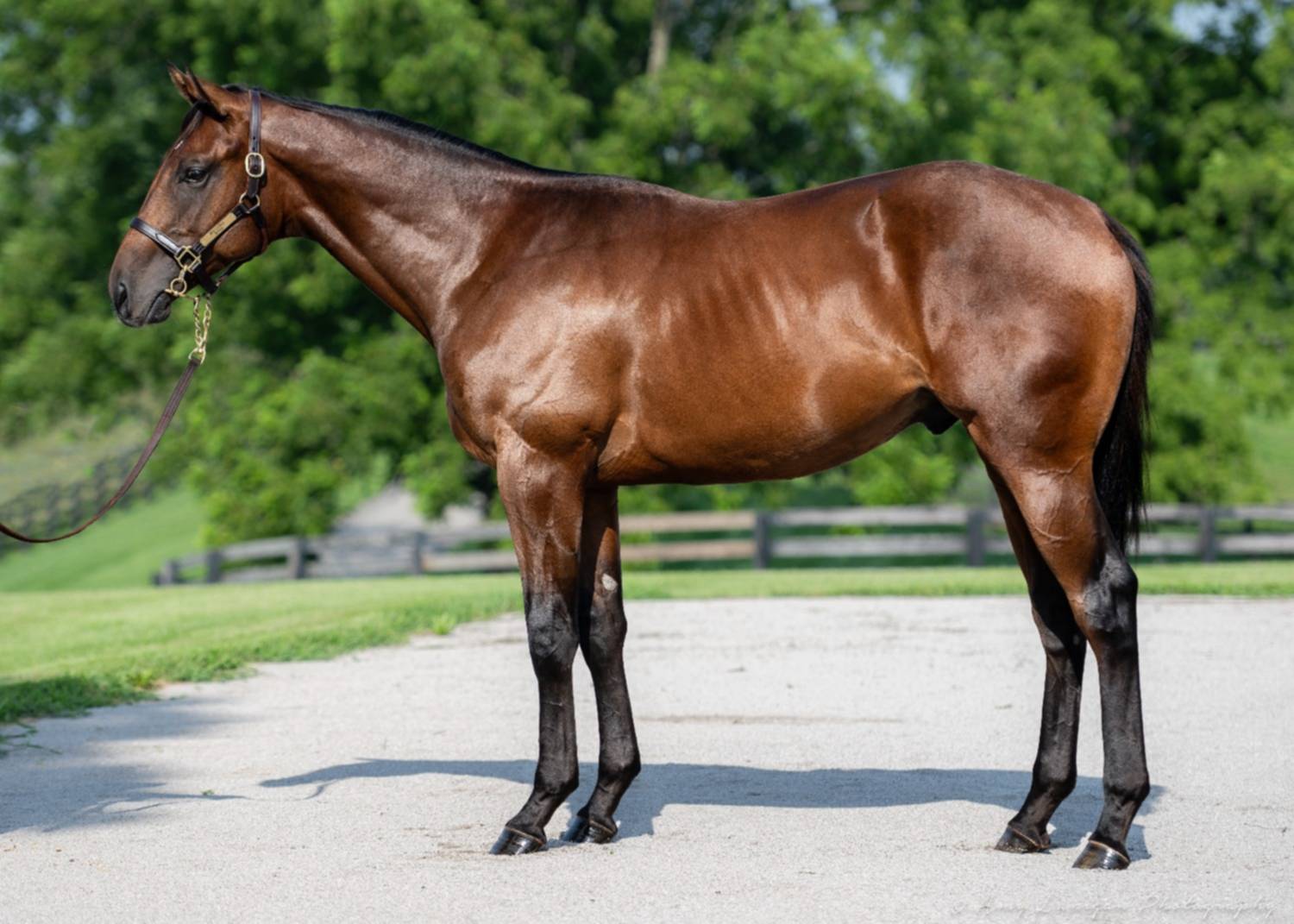 Jorge Delgado debuta potro de $1.4 millones en Monmouth Park