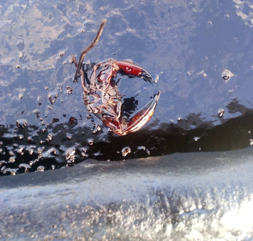 Derrames petroleros amenazan 15 especies aves costa venezolana