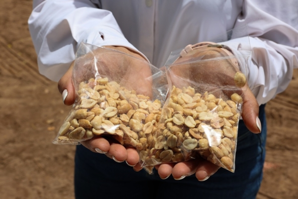 Anzoátegui produce 70% maní y 80% patilla consumida en Venezuela