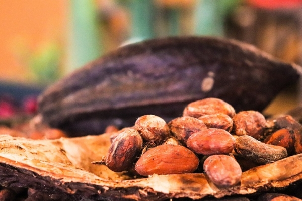 Cacao venezolano cuesta US$5 producir pero se vende a US$3-4