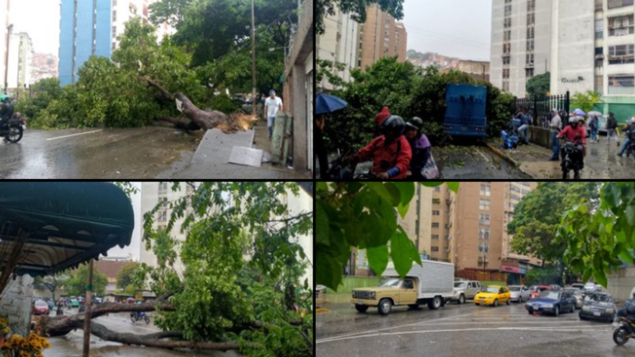 Lluvias en Caracas provocó la caída de un árbol que obstruye el paso hacia Lomas del Ávila (+Videos)