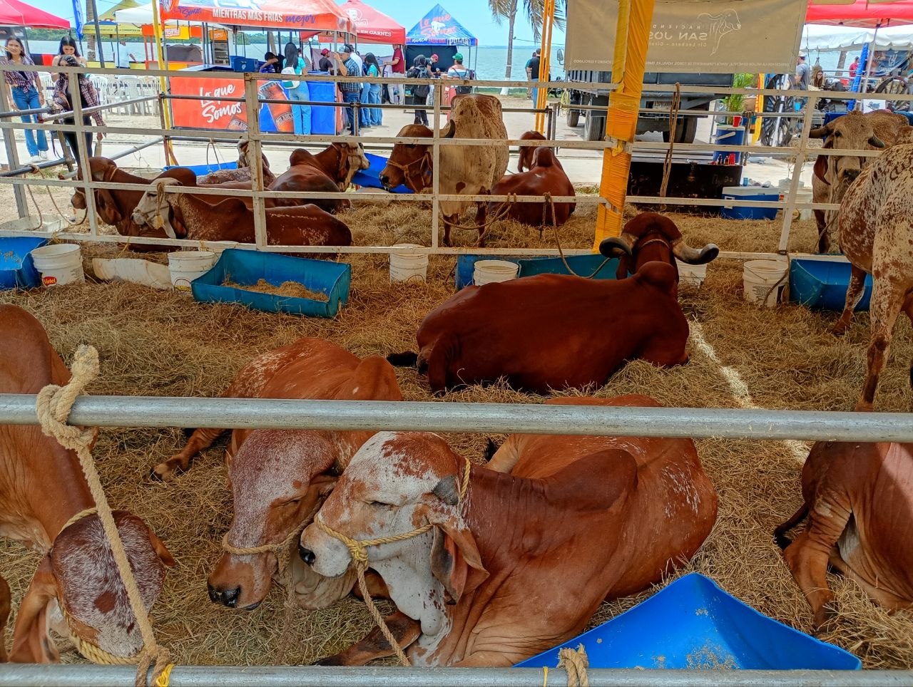 Maracaibo se convirtió en la capital ganadera con el IV Expo Congreso Latinoamericano de Ganadería Tropical