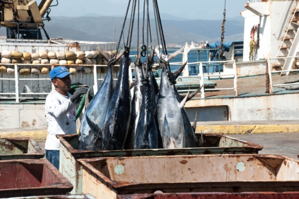 Venezuela evalúa oportunidades de intercambio comercial pesquero con Surinam – bancaynegocios.com