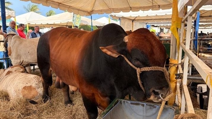 Maracaibo recibe la IV edición de la Expo Ganadería Tropical, el evento agropecuario más grande del país