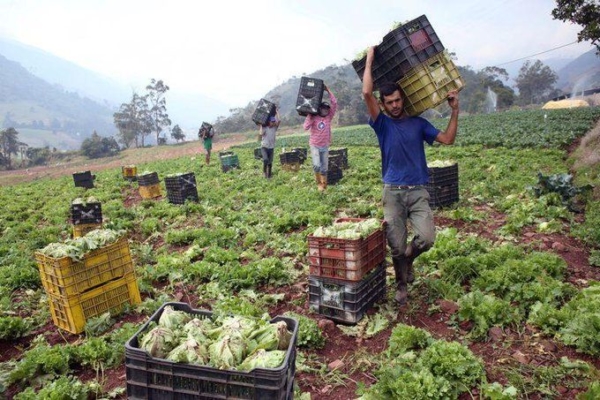 #Análisis: El despertar agroindustrial de Venezuela: de la capacidad instalada a la potencia exportadora – bancaynegocios.com