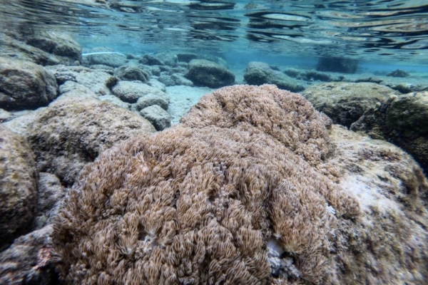 Venezuela y FAO activan plan para frenar avance de coral invasor que afecta al mar Caribe – bancaynegocios.com