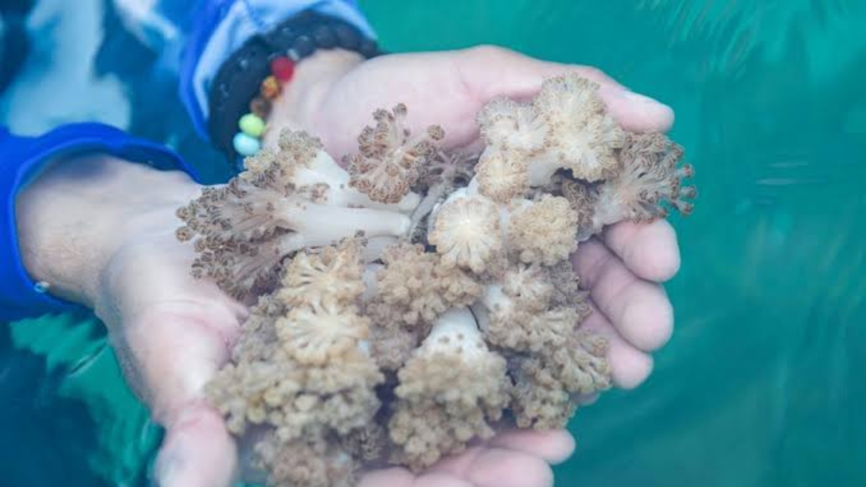 Activan plan para detener el invasor de coral que amenaza el Caribe