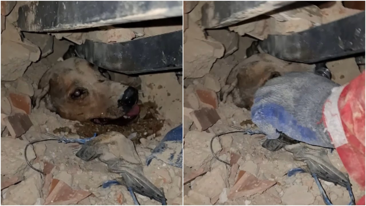 Cada vida cuenta: así fue el rescate de un perro tras devastadores terremotos en Venezuela | NTN24.COM