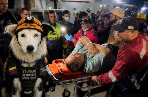 Tsunami, el perro rescatista que lidera las labores de salvamento en Venezuela
