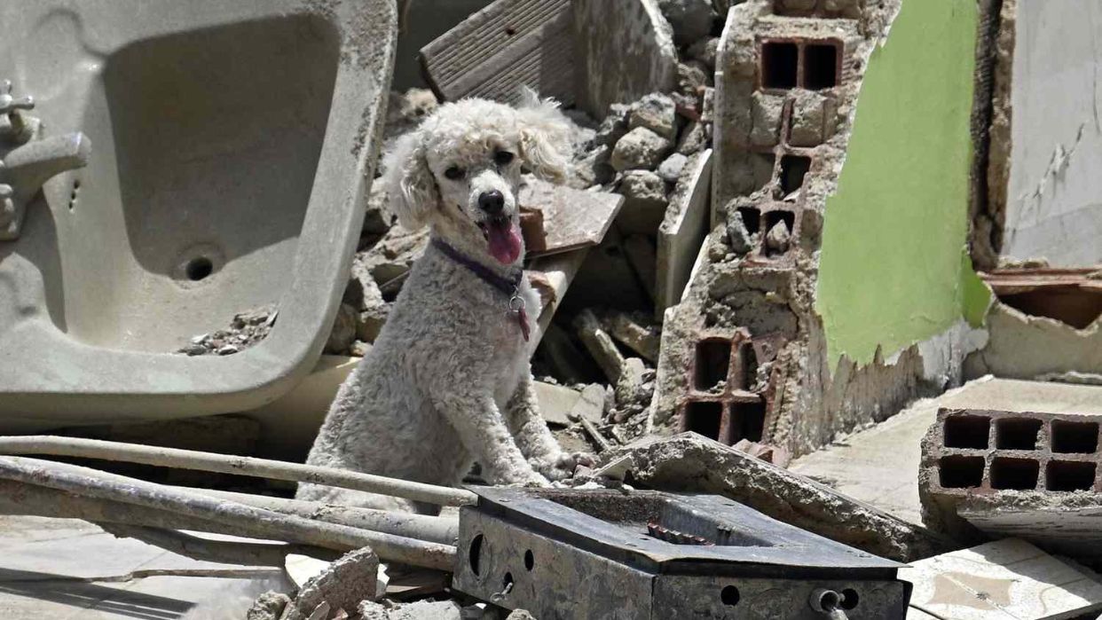 Vida Pets ofrecerá atención gratuita para mascotas afectadas por terremotos
