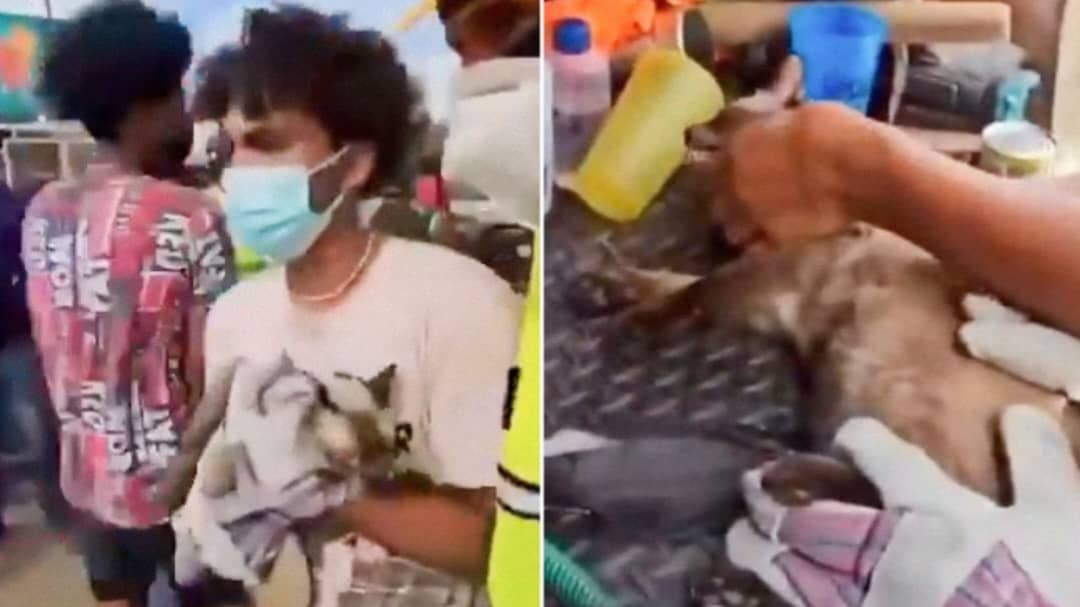 “Es lo único que me queda”: Joven rescata a su gata bajo los escombros en Venezuela