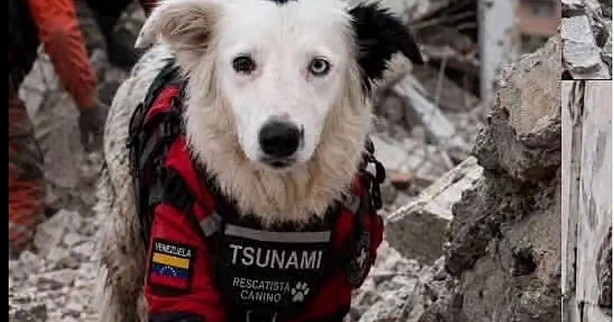 Tsunami, el héroe de cuatro patas que rescata supervivientes en Venezuela