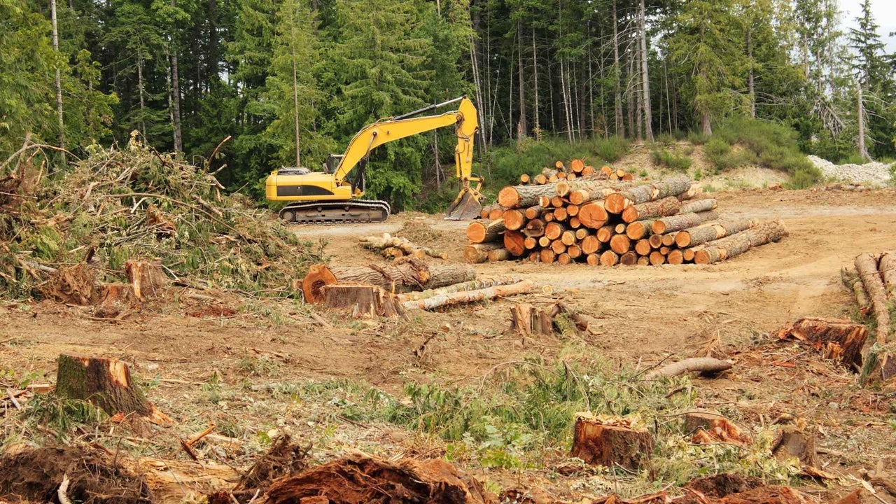 La deforestación no da tregua: el mundo perdió 40 millones de hectáreas de bosque en diez años | NTN24.COM