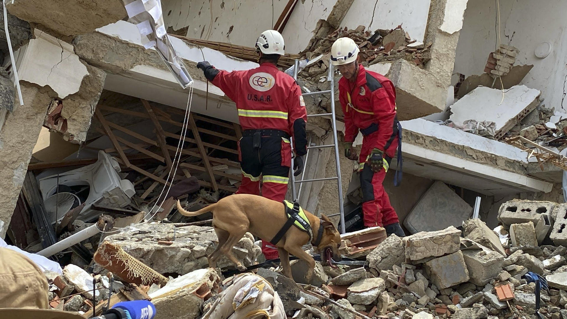 Nala, la perrita bombera de Alicante que ayuda en Venezuela