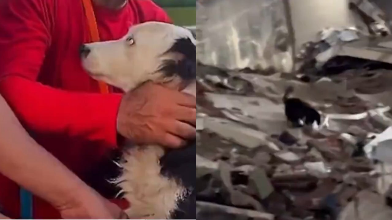 ¿Cuál será el futuro de Tsunami, el perro rescatista que está ayudando en Venezuela? | NTN24.COM
