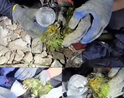 Muere Panchito, el loro rescatado de los escombros en Venezuela
