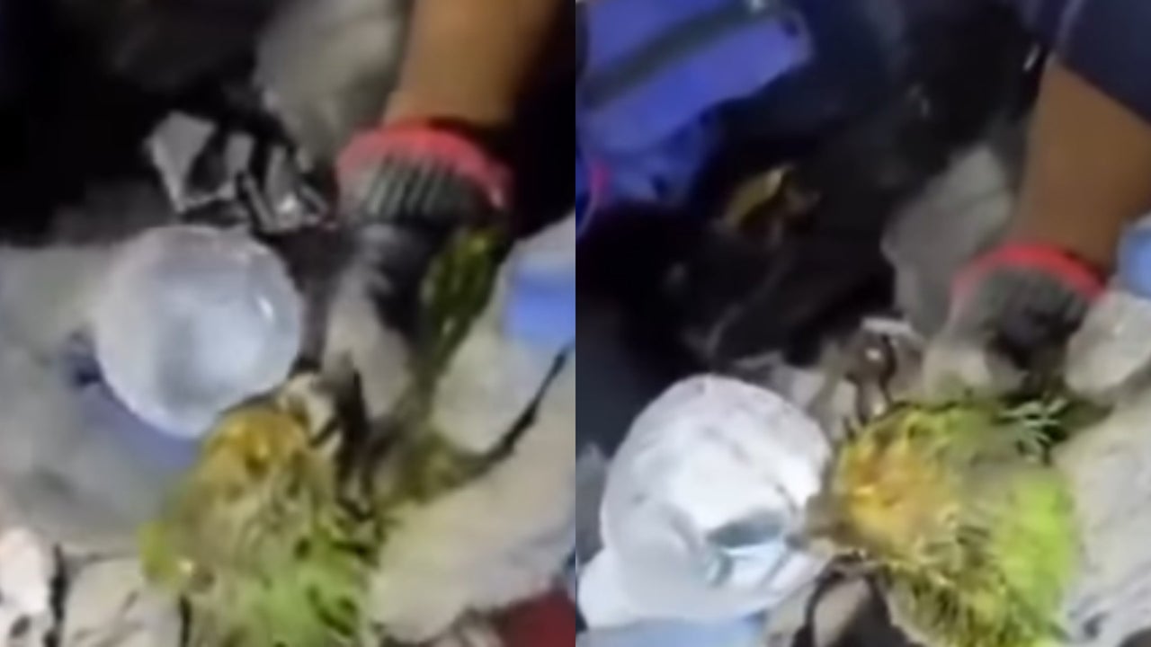 Rescataron a un loro bajo los escombros en La Guaira, Venezuela, que dejaron los devastadores terremotos | NTN24.COM