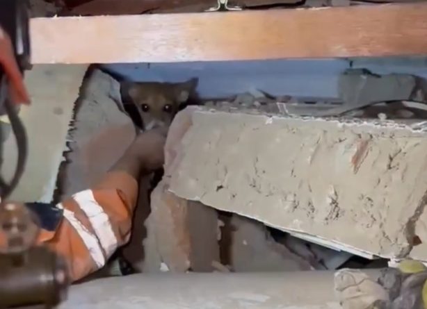 Rescatistas mexicanos y salvadoreños salvaron a Milo, un pequeño perrito tras 12 días bajo los escombros (Video)