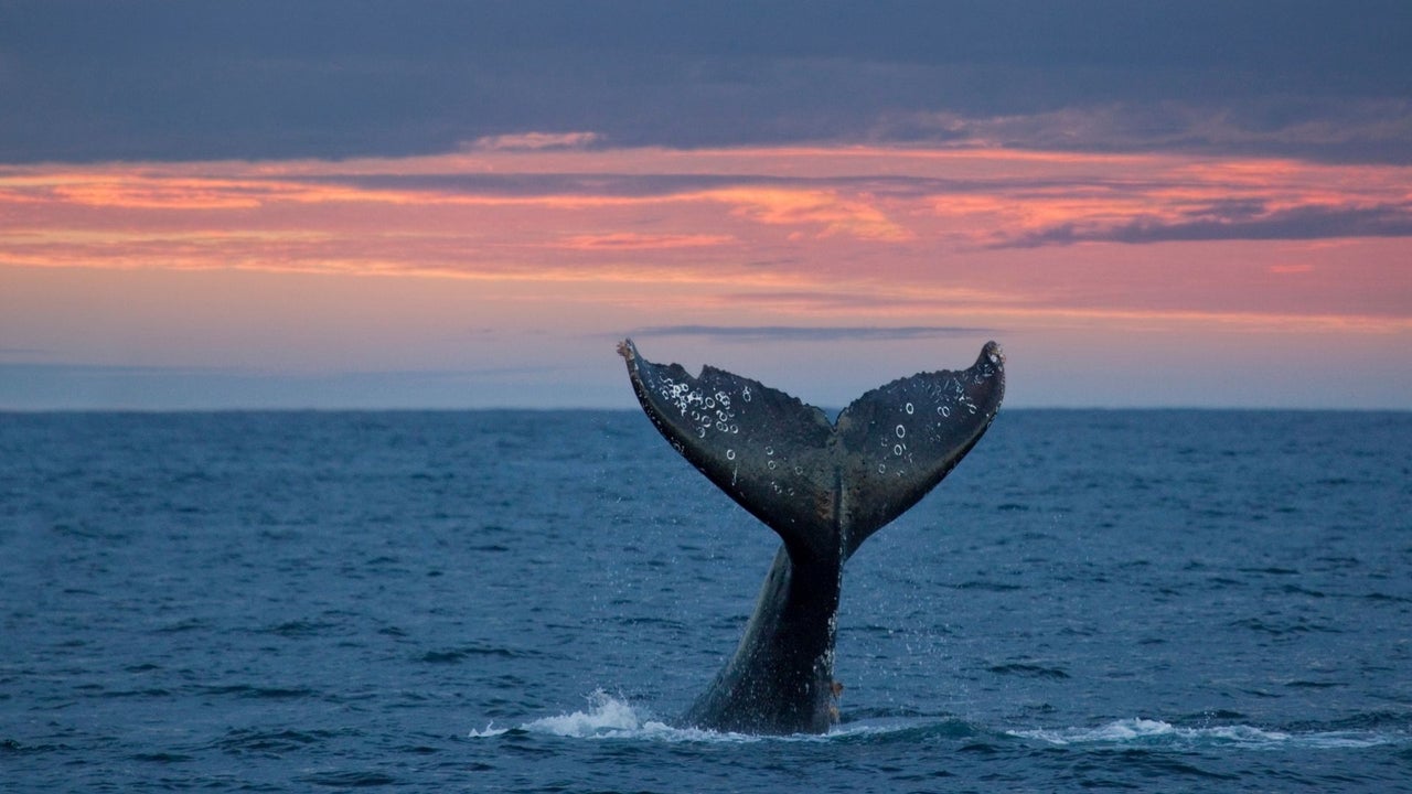 Islandia reanuda la caza comercial de ballenas tras dos años y desata una nueva ola de rechazo ambiental | NTN24.COM