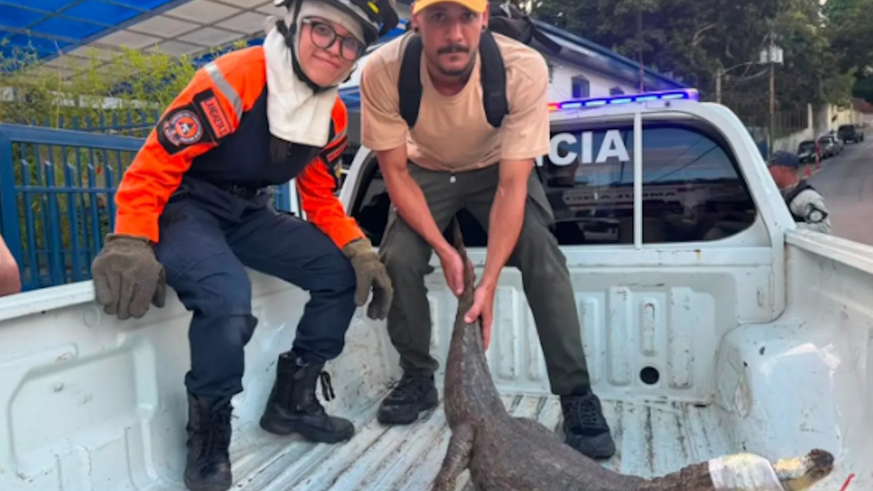 Reportan el rescate de un caimán de 1,5 metros tras alerta vecinal en El Hatillo