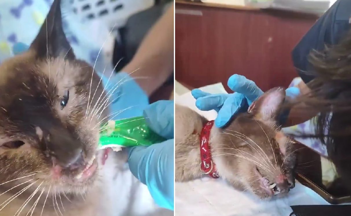 Emotivo VIDEO: veterinarios atienden a un gatito rescatado tras 37 días entre los escombros