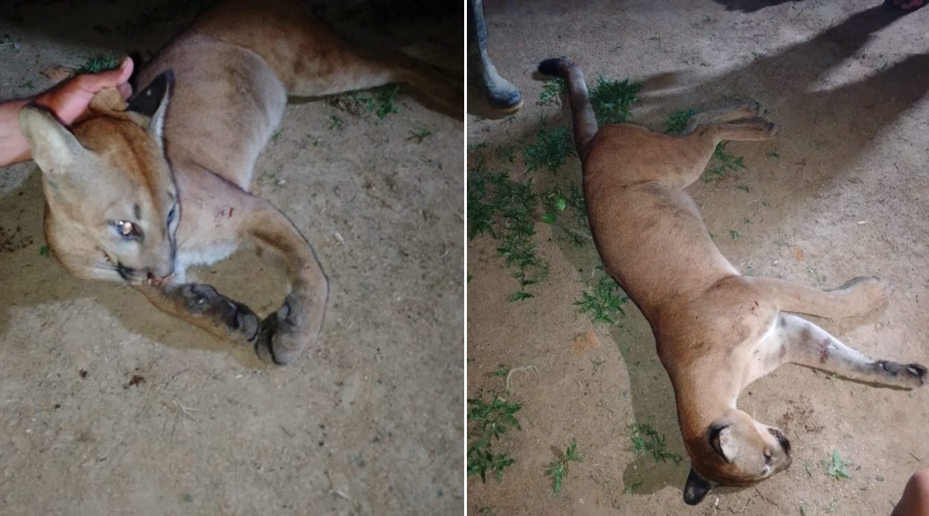 Hallaron el cadáver de un puma en yacimiento ilegal de oro en Bolívar
