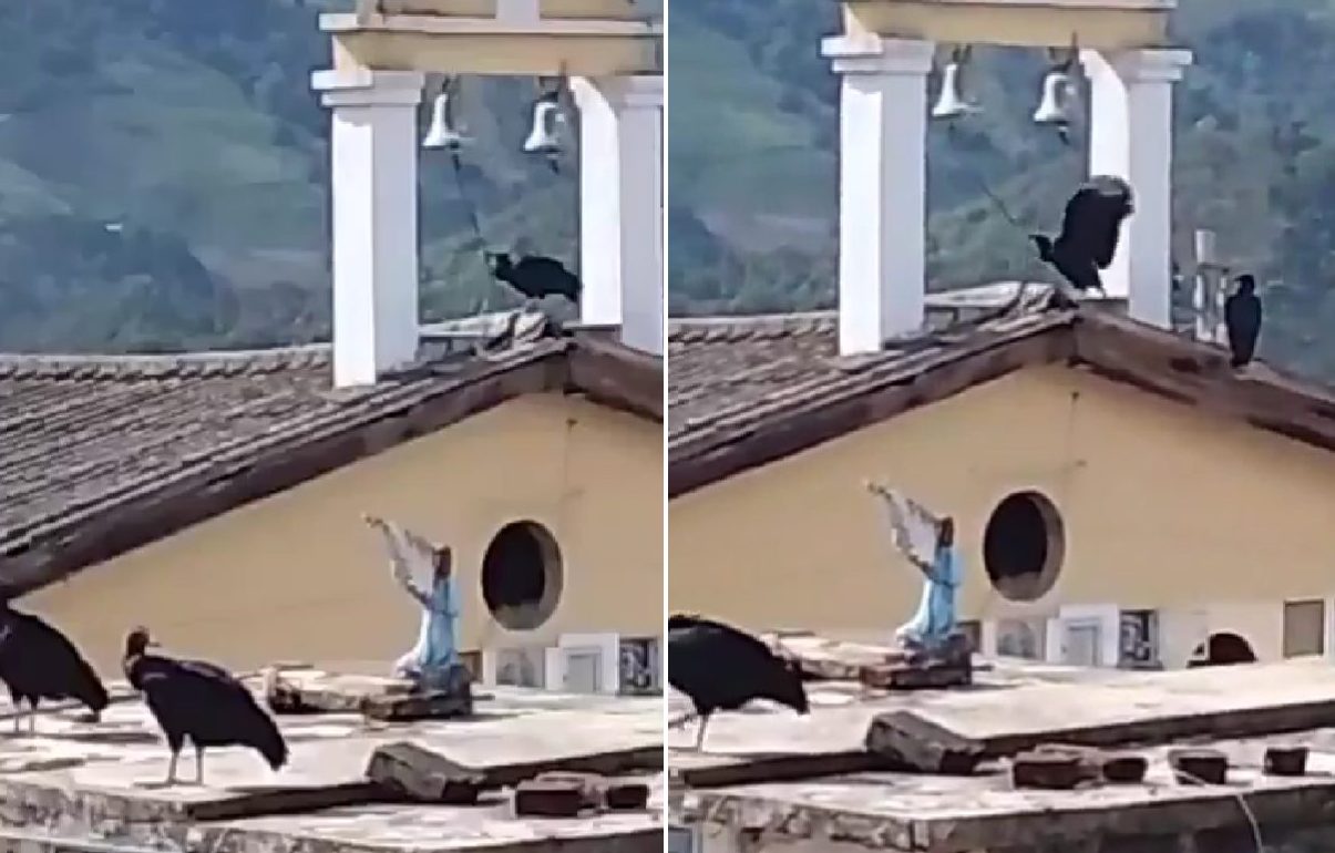 VIRAL: buitre tocó la campana de un templo durante el trágico terremoto en Colombia