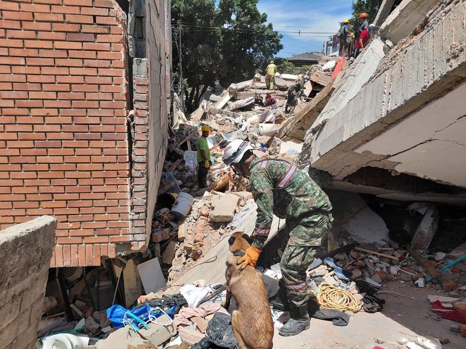 Urko, otro héroe canino que trabaja en la búsqueda de sobrevivientes del terremoto en Colombia