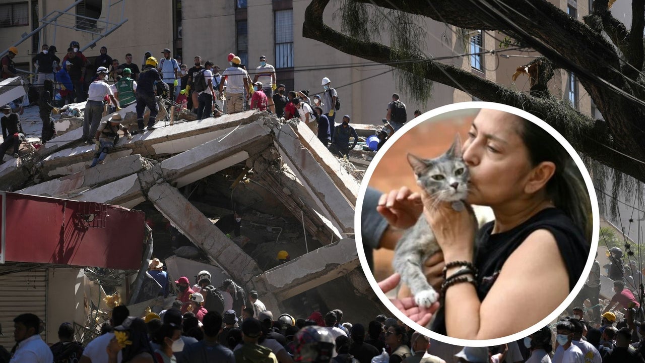 “Un sueño hecho realidad”: Reencuentros de mascotas y sus dueños traen esperanza tras el terremoto en Colombia | NTN24.COM