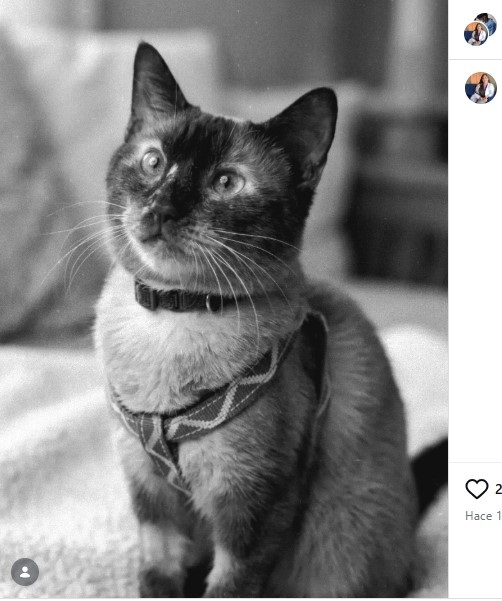 Se apaga la vida de Félix, el gato que sobrevivió 37 días bajo la estructura colapsada en La Guaira < El Informador Venezuela