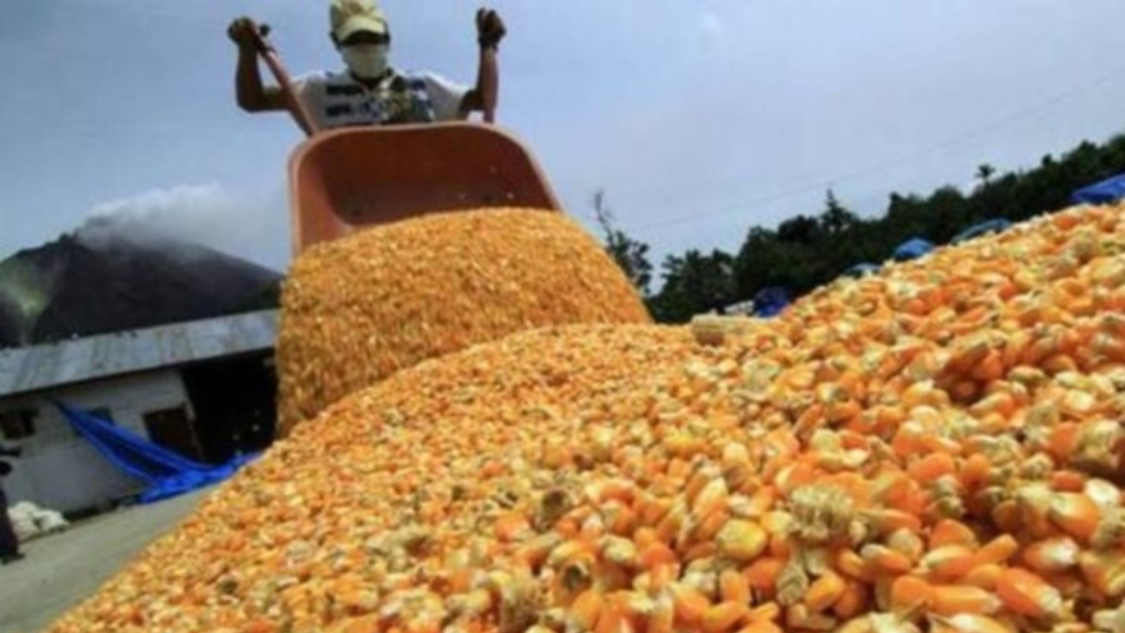 Estiman perdida del 70% de la siembra del maíz en Venezuela por altas temperaturas