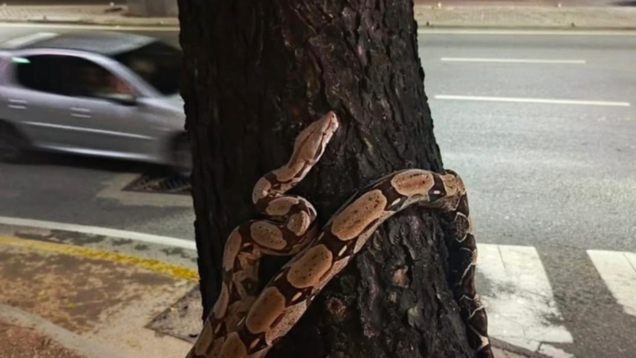 Protección Civil Baruta rescata y reubica una boa constrictor hallada en un árbol de Las Mercedes