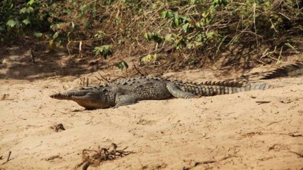 Capturan y reubican a caimanes que habitaban en la laguna del campo de golf de Caraballeda