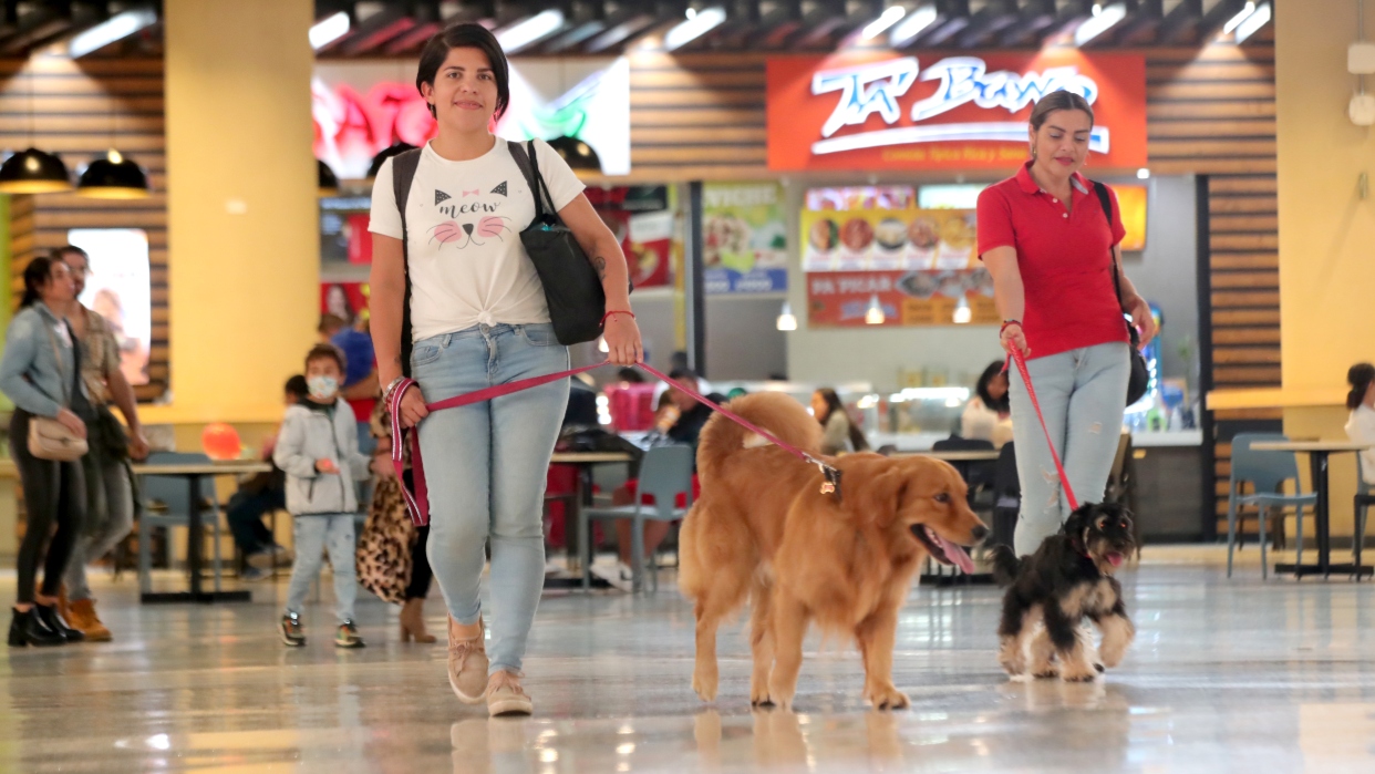 Cavececo evalúa la regulación de mascotas en centros comerciales tras debatir impacto en usuarios y animales